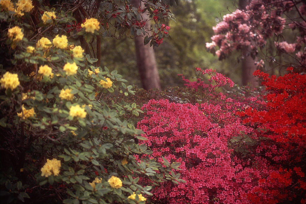 Exbury Gardens New Forest Colour Profusion